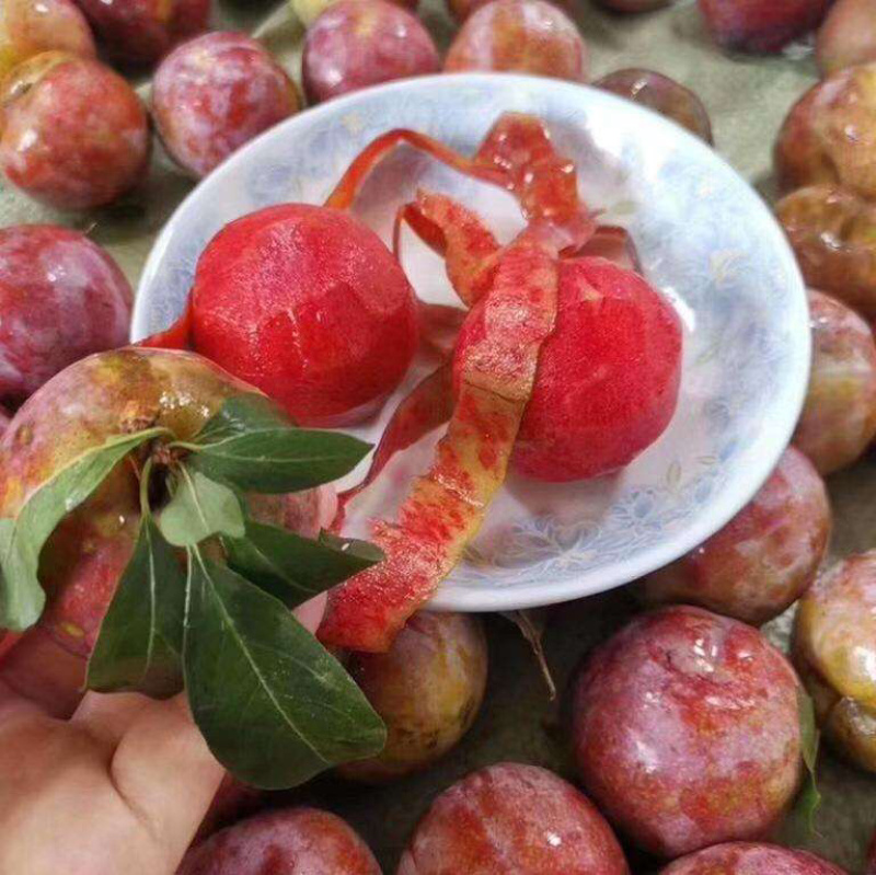 湖北红肉芙蓉李李子