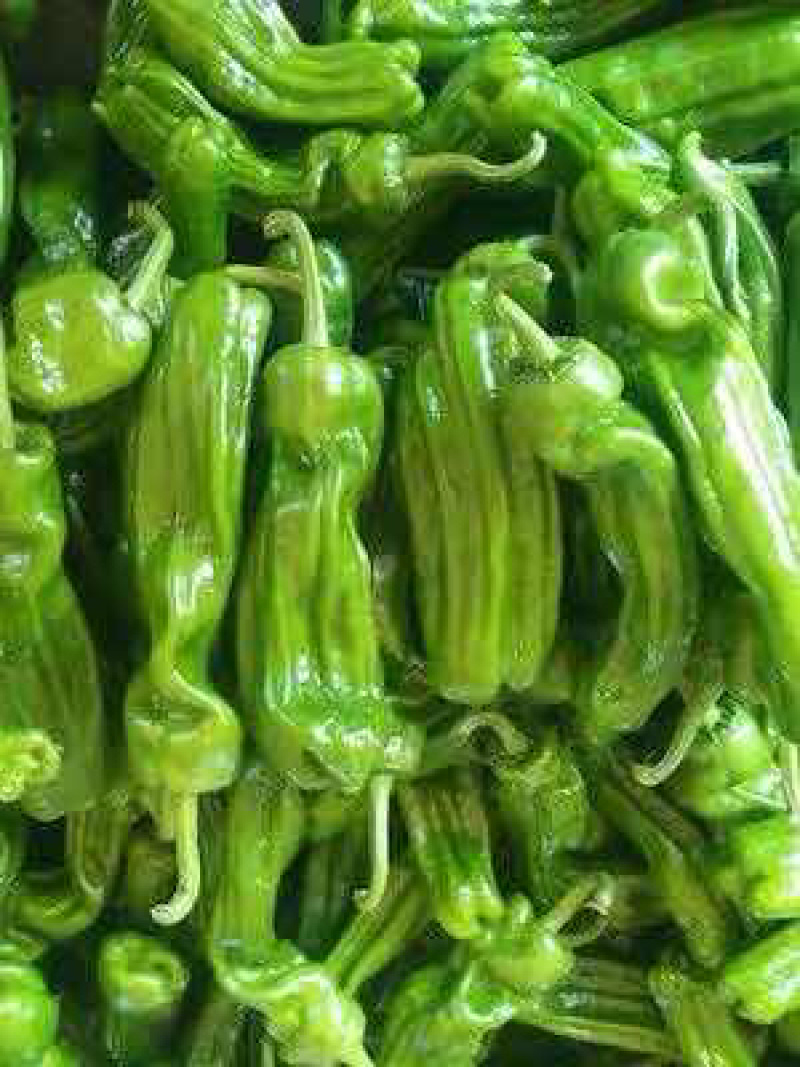 芜湖椒，高山薄皮椒，保质保量，诚信经营，欢迎订购。