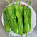 芜湖椒，高山薄皮椒，保质保量，诚信经营，欢迎订购。
