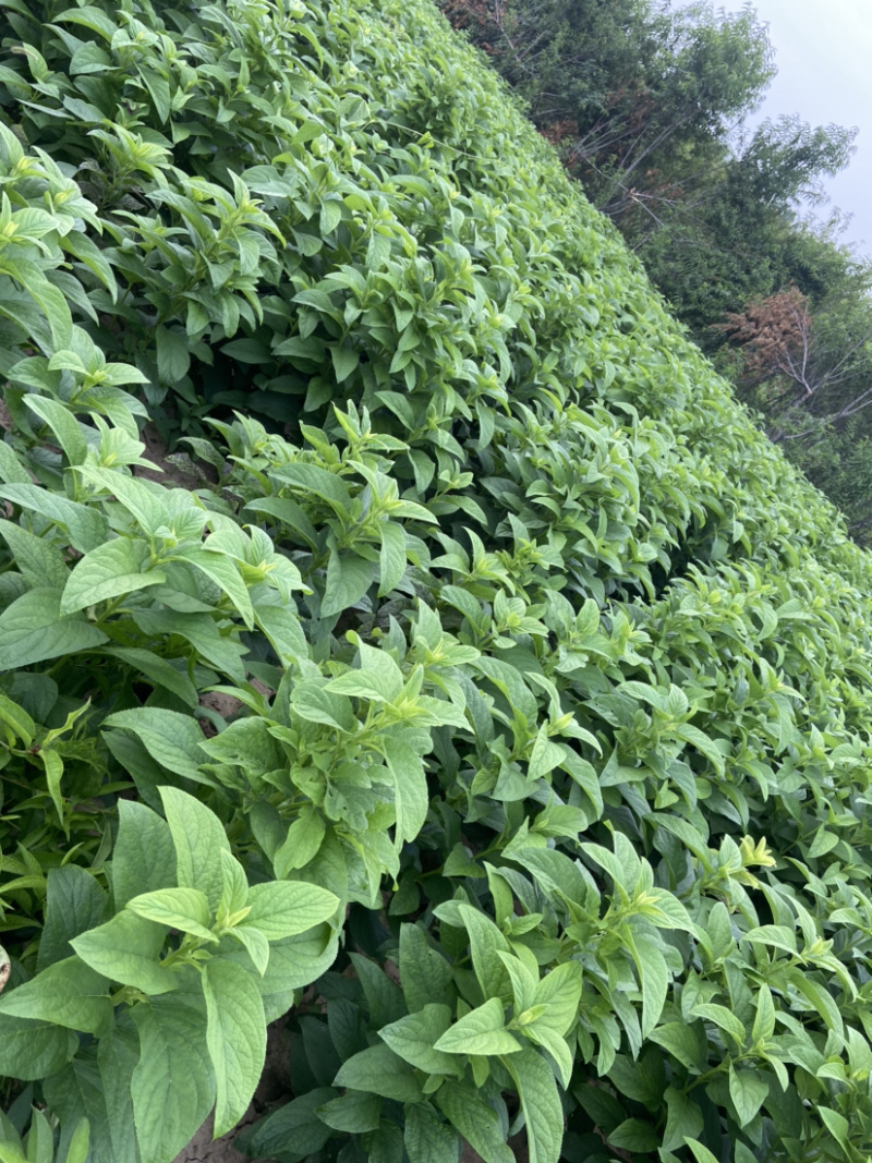 玄参牙子亳州地产药材玄参牙子好管理效益高