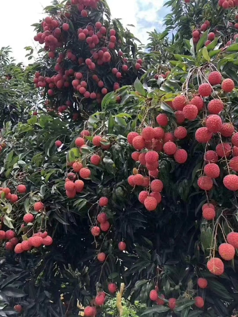 自产龙眼荔枝