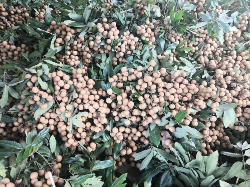 龙眼大量上市，需要货的联系我