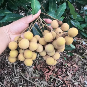 龙眼大量上市，需要货的联系我