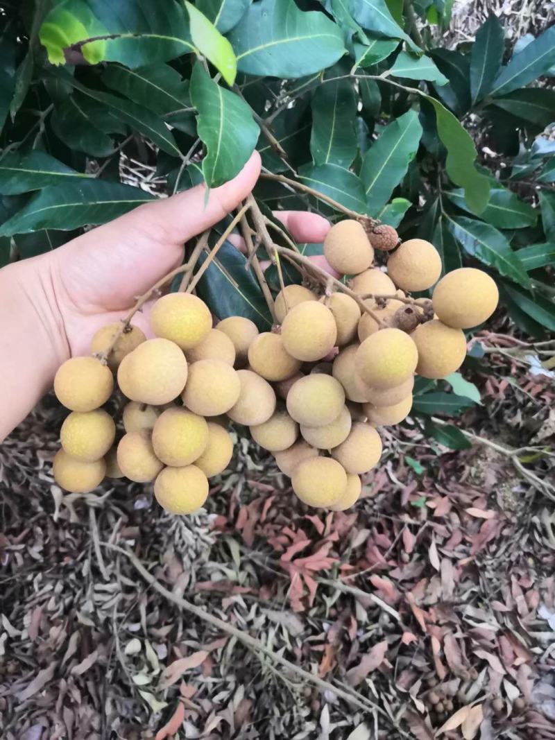 龙眼大量上市，需要货的联系我