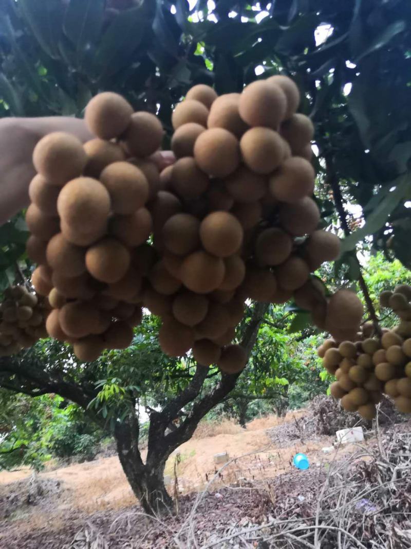 龙眼大量上市，需要货的联系我