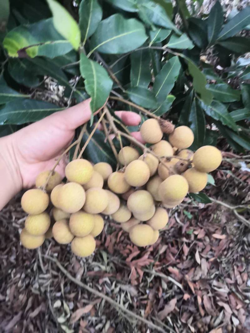 龙眼大量上市，需要货的联系我