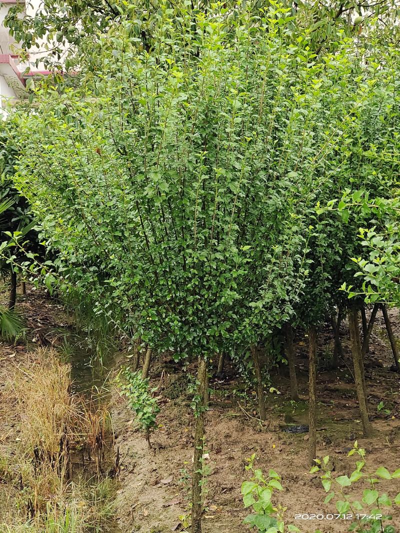 木槿，独杆木槿，丛生木槿常年低价大量销售
