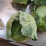 精品包菜，甘蓝，扁包菜，产地一手货源，诚信经营。