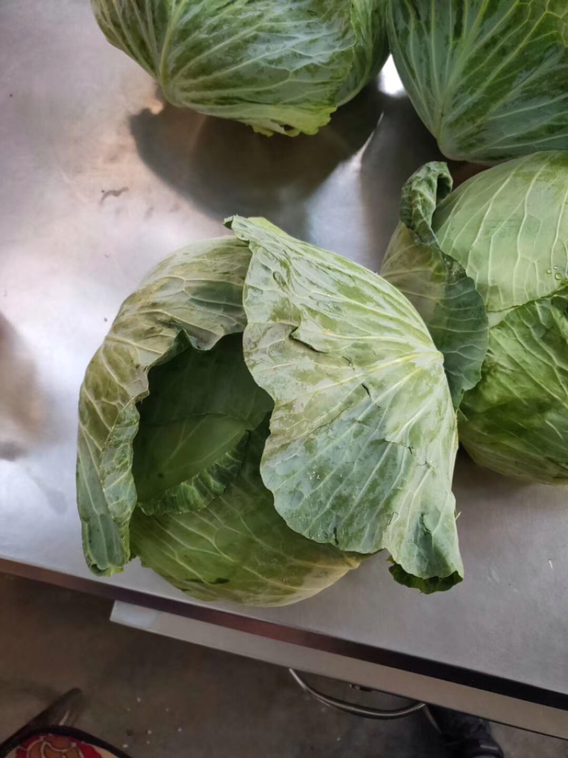 精品包菜，甘蓝，扁包菜，产地一手货源，诚信经营。
