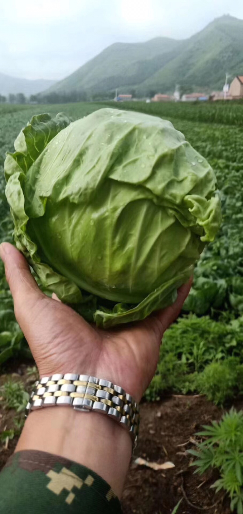 精品包菜，甘蓝，扁包菜，产地一手货源，诚信经营。