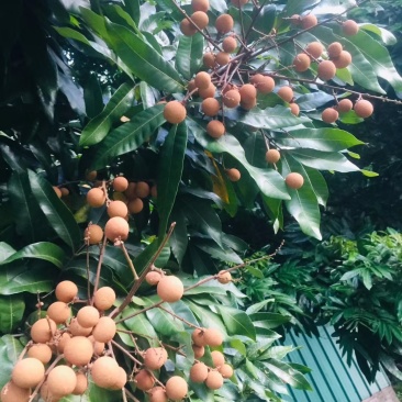 正宗好吃的石硖龙眼