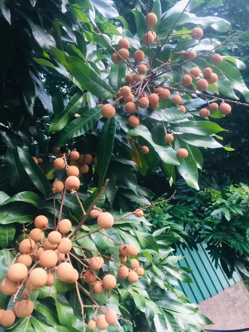 正宗好吃的石硖龙眼