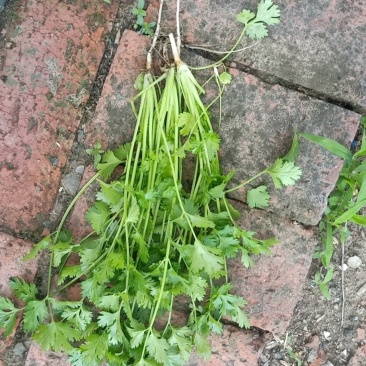 香菜