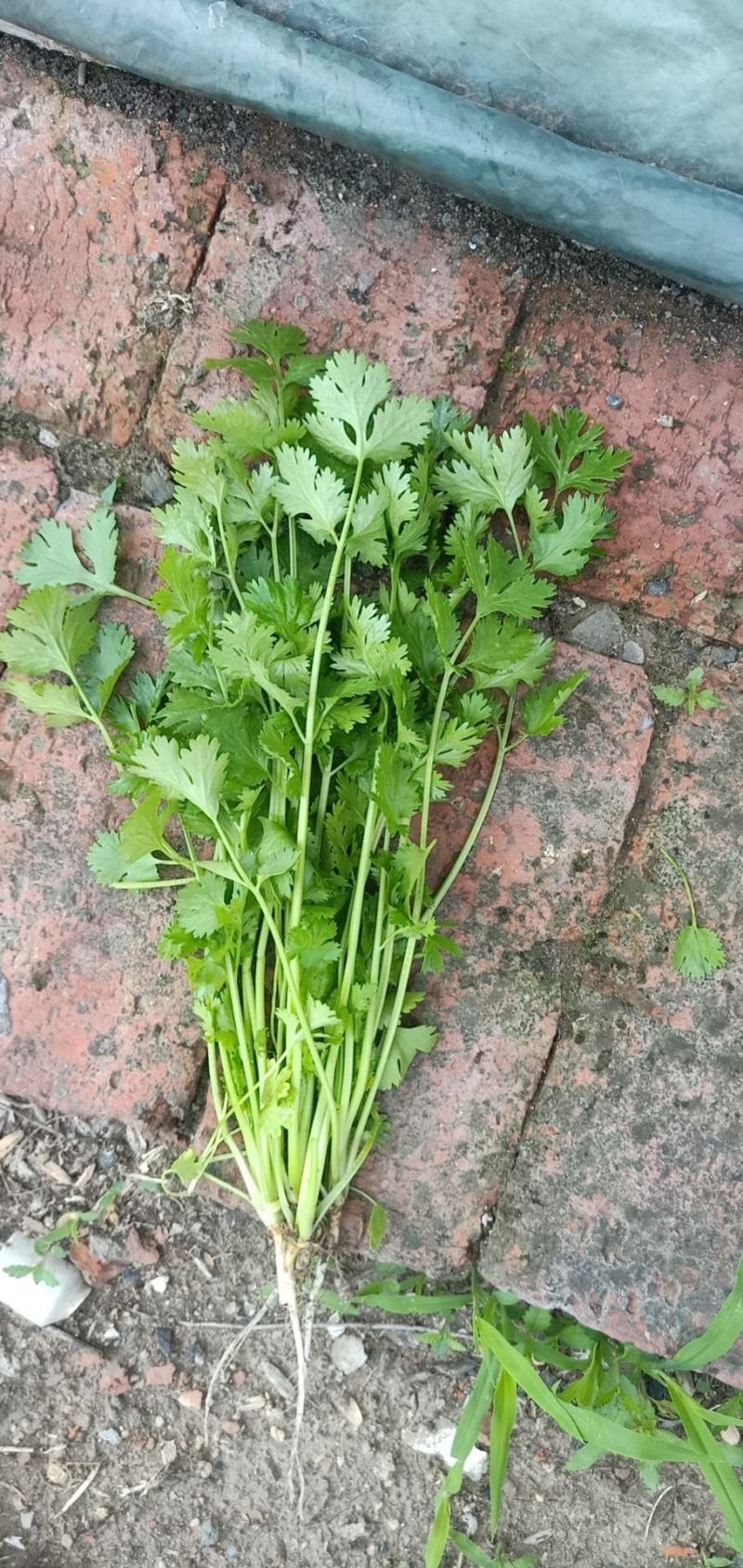 香菜