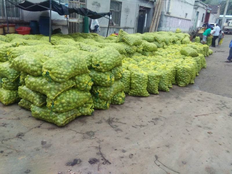 核桃青皮产地直销价位低规格品种齐全高质量产地直销
