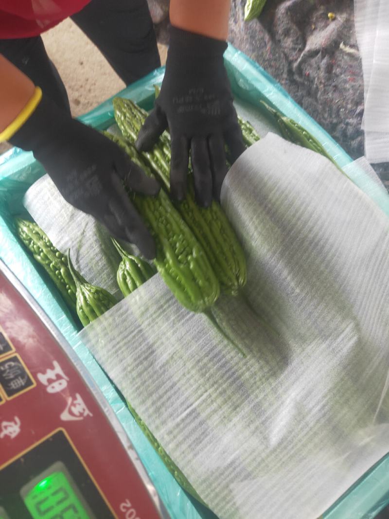 （优选）精品苦瓜产地直发大量上市中，质量好欢迎联系