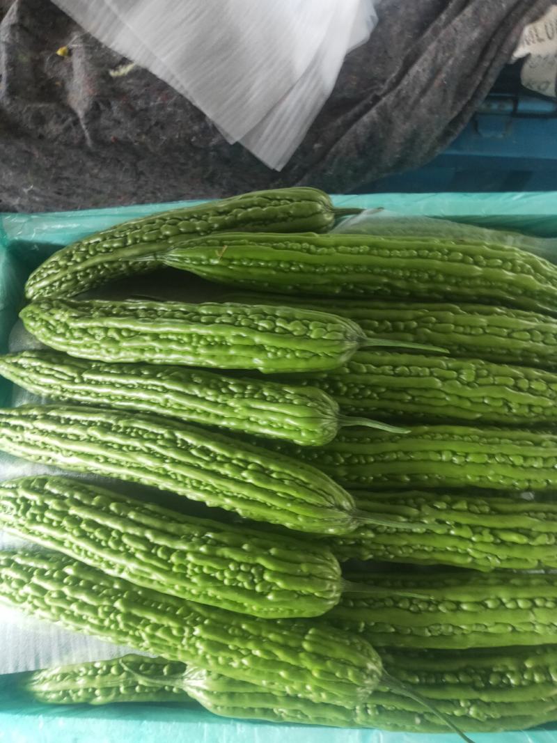 （优选）精品苦瓜产地直发大量上市中，质量好欢迎联系