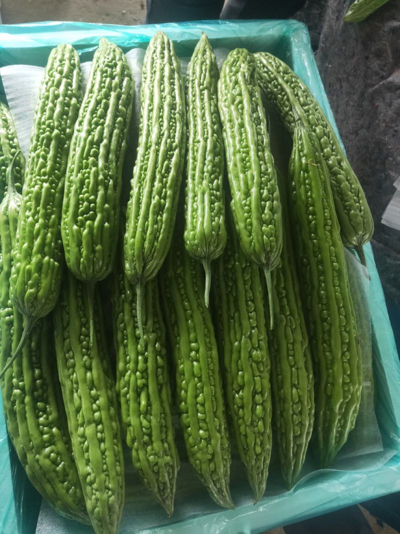 （优选）精品苦瓜产地直发大量上市中，质量好欢迎联系