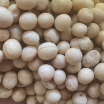 进口黄豆无杂质铁豆，可做豆制品出浆滤高