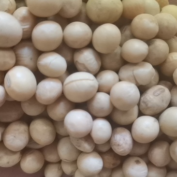 进口黄豆无杂质铁豆，可做豆制品出浆滤高