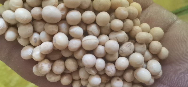 进口黄豆无杂质铁豆，可做豆制品出浆滤高
