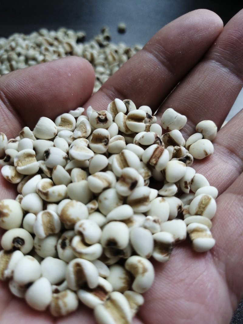 大薏米糯薏米香薏米泰米批发