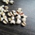 大薏米糯薏米香薏米泰米批发