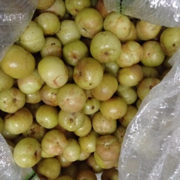 【保证新鲜】精品牛柑果，食用药用清甜回甘，基地直发