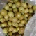 【保证新鲜】精品牛柑果，食用药用清甜回甘，基地直发