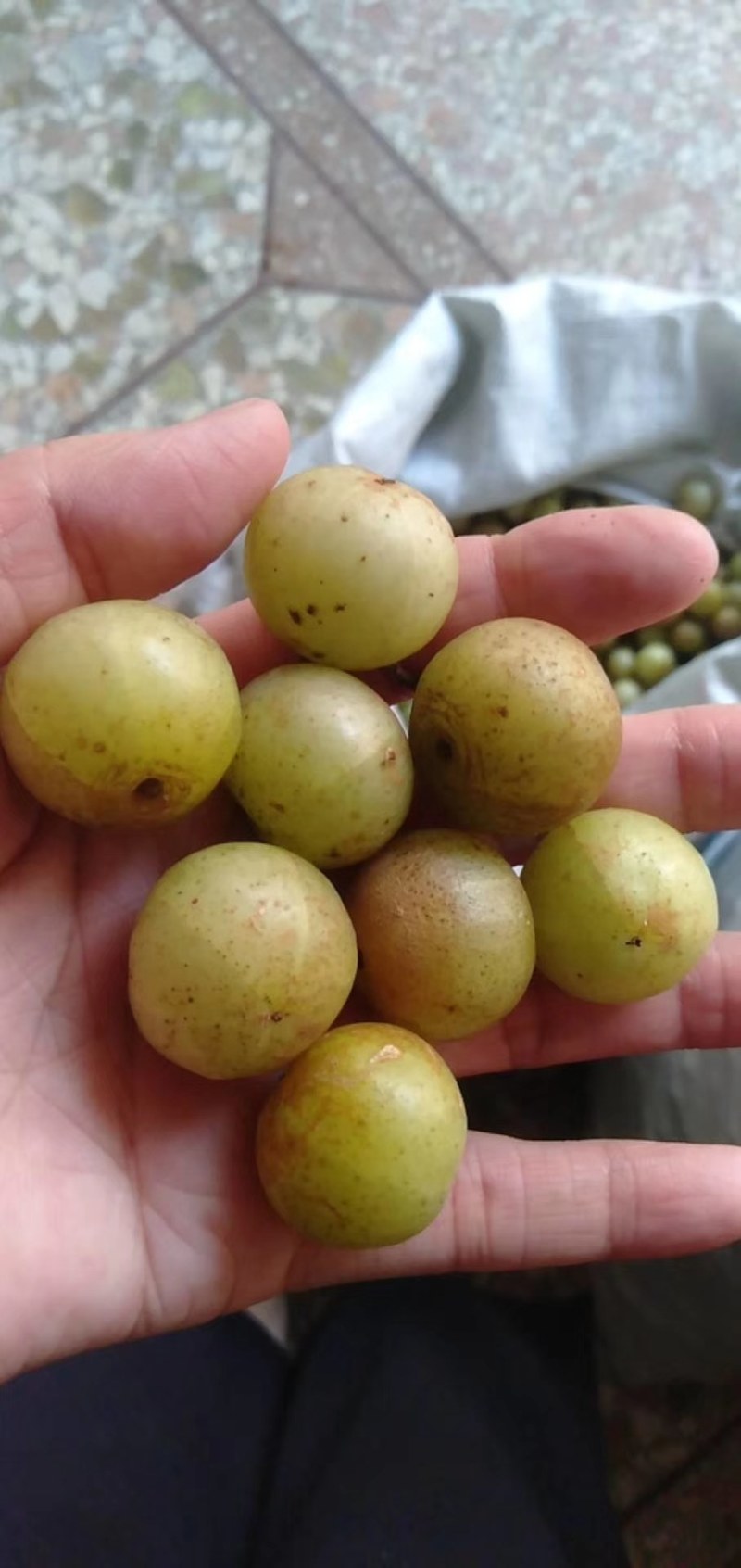 【保证新鲜】精品牛柑果，食用药用清甜回甘，基地直发