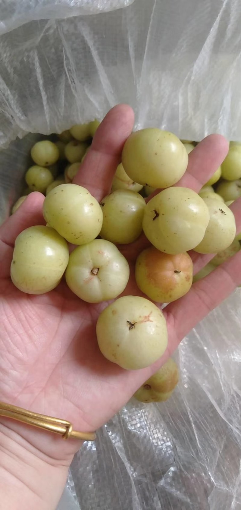 【保证新鲜】精品牛柑果，食用药用清甜回甘，基地直发