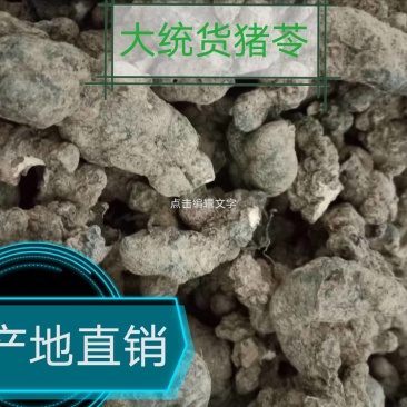 【产地热销】大统货猪苓，优质猪苓秦岭高山原生态栽培。