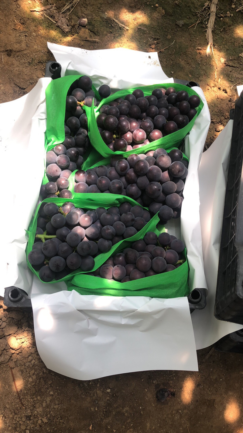辽宁葡萄营口巨峰葡萄品种齐全一手货源欢迎来电咨询订购