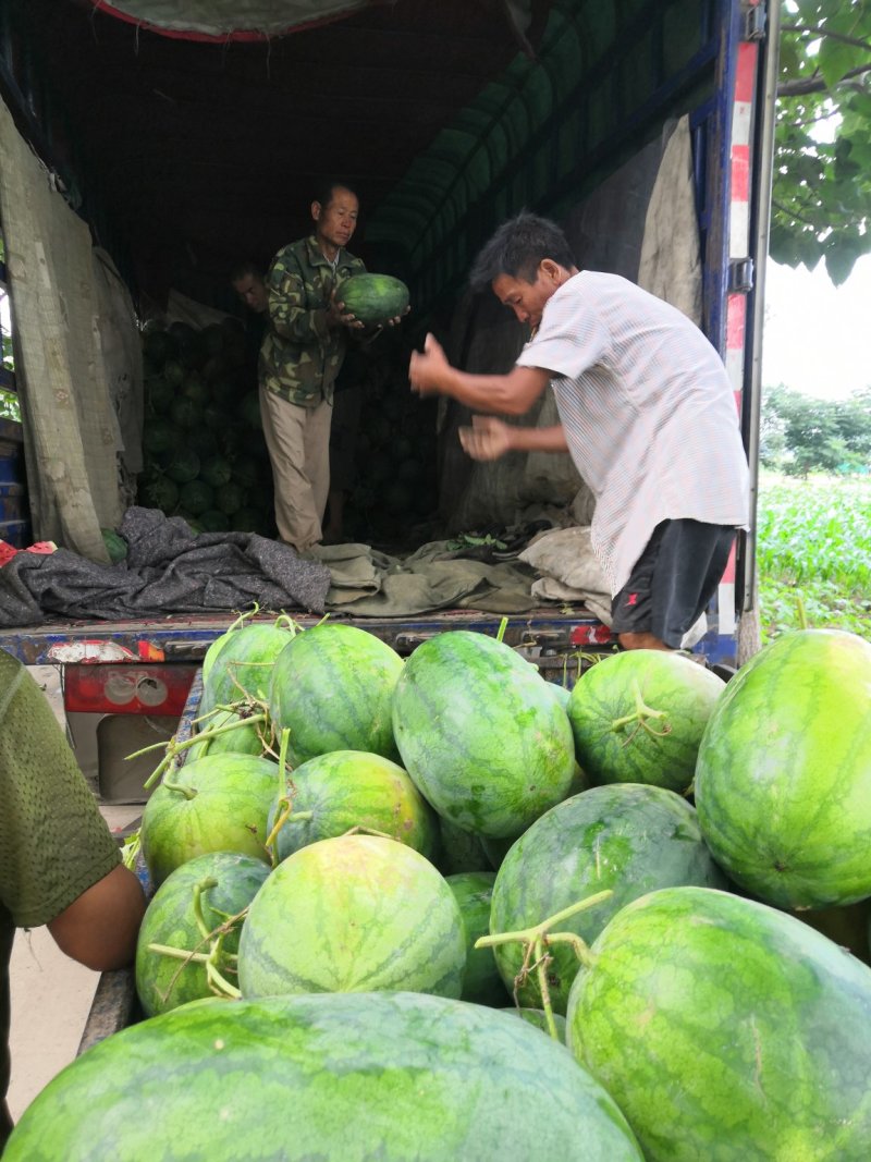 精品保熟，保甜，现摘新鲜西瓜地头装车