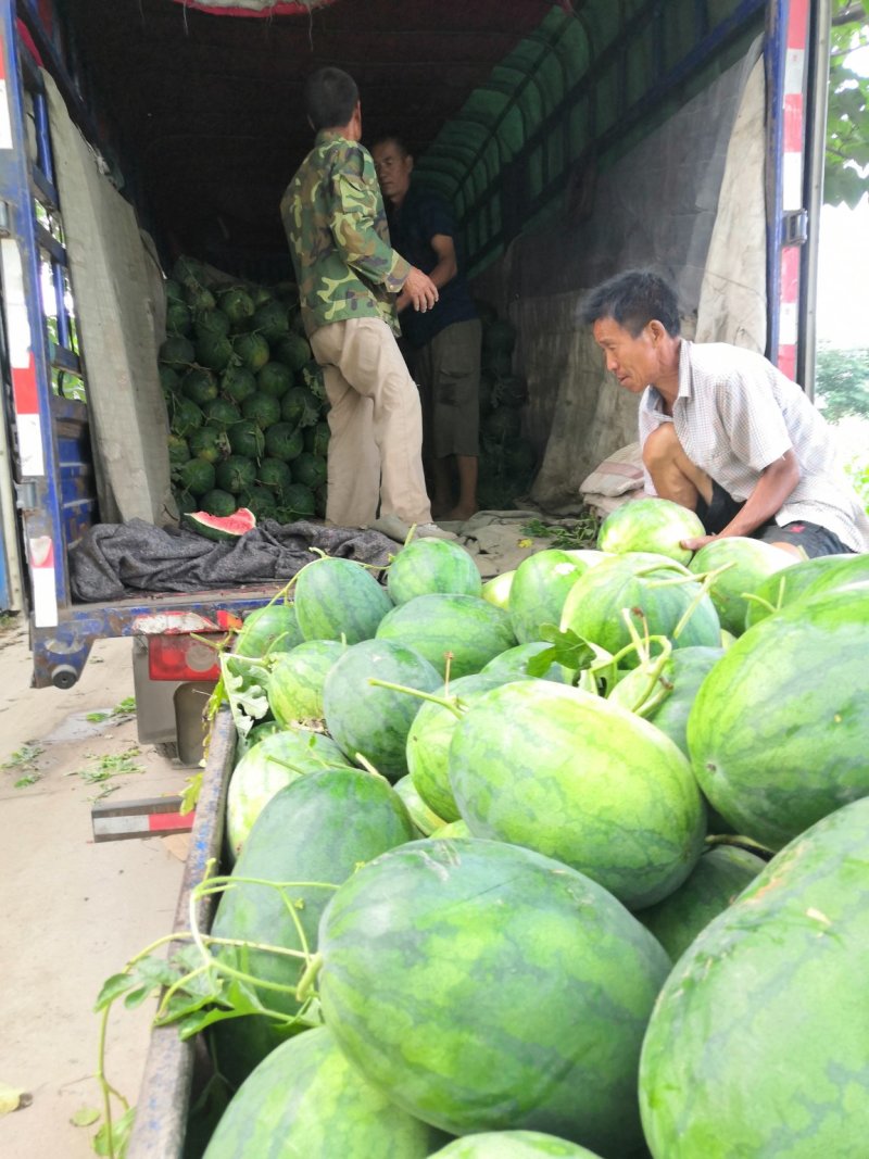 精品保熟，保甜，现摘新鲜西瓜地头装车