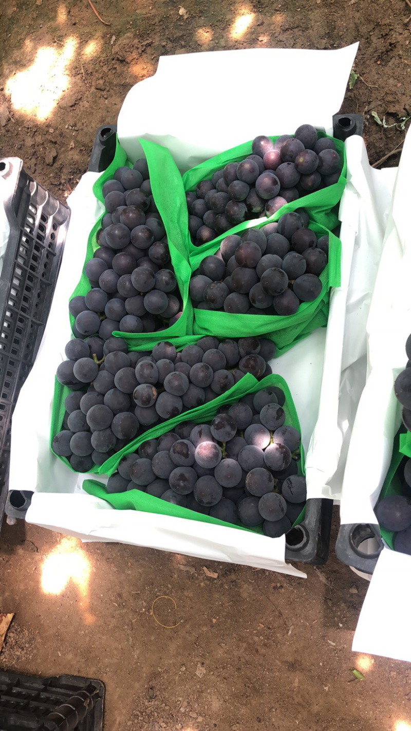 辽宁葡萄营口巨峰葡萄品种齐全一手货源欢迎来电咨询订购