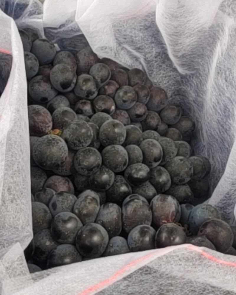 巨峰葡萄大量供应万亩葡萄基地大棚山东巨峰葡萄