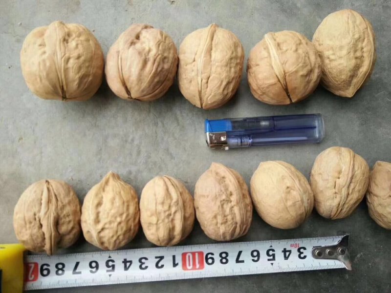 新疆薄皮核桃供应，江湖地摊跑量王，地摊批发热卖产品
