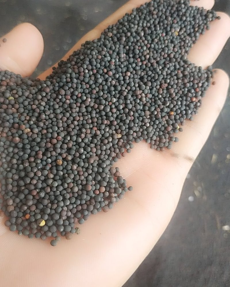 本地油菜籽