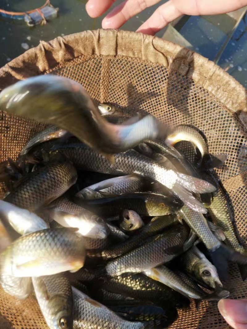 草鱼苗提供养殖技术包存活广草3号优质鱼种