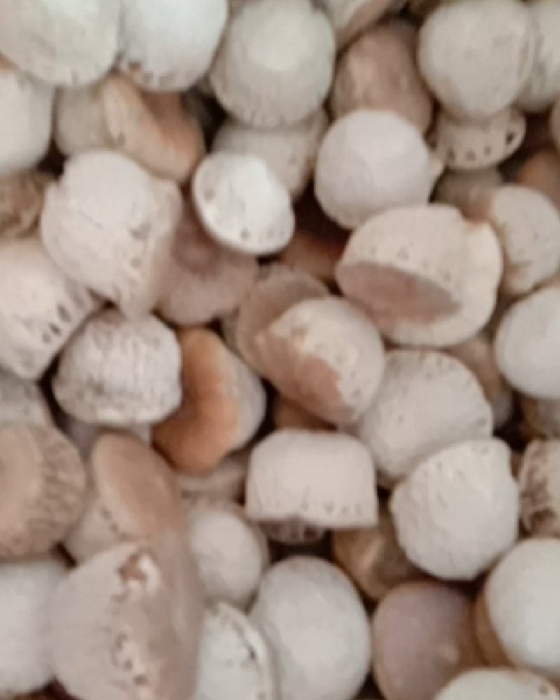 壮阳果，常年批发供应药食同源风流果中药材