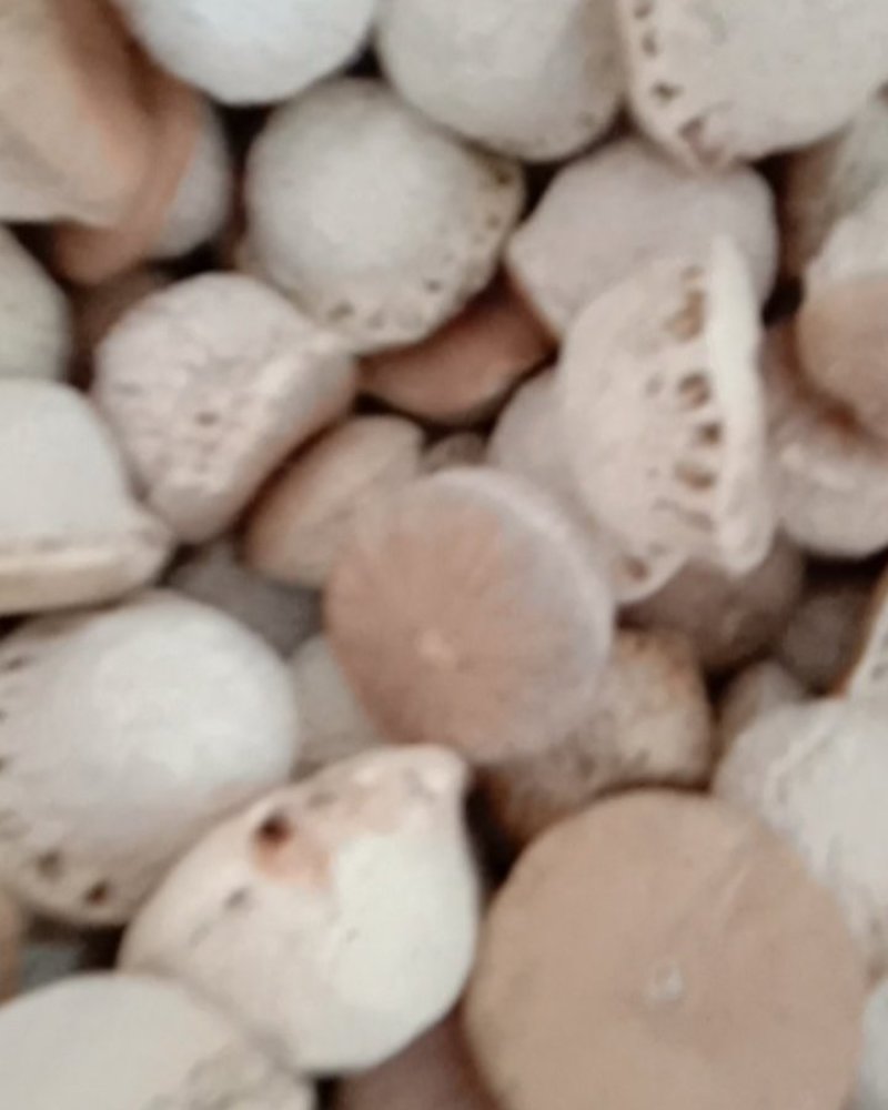 壮阳果，常年批发供应药食同源风流果中药材