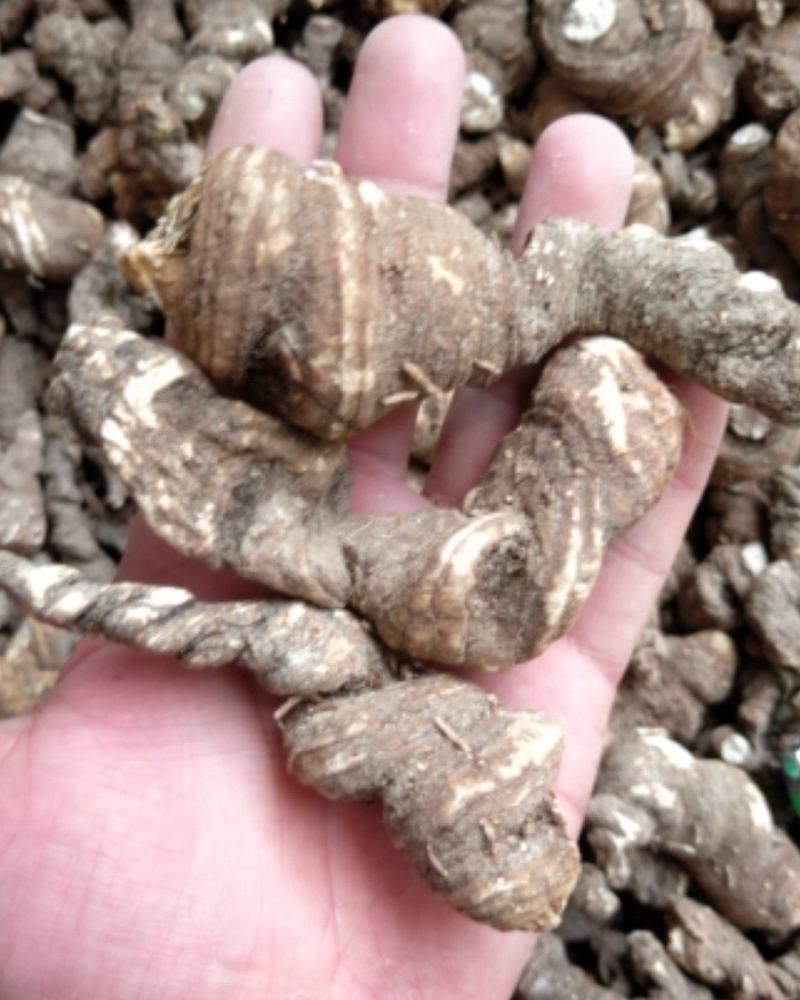 精品重楼干货，干重楼，粉质无杂，质量保证，一手货源