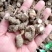 精品重楼干货，干重楼，粉质无杂，质量保证，一手货源