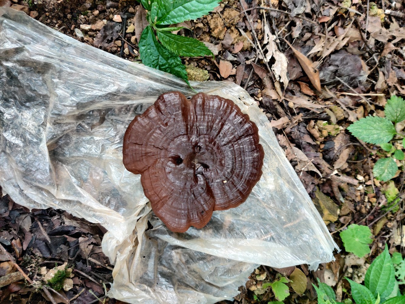野生紫灵芝特写照片