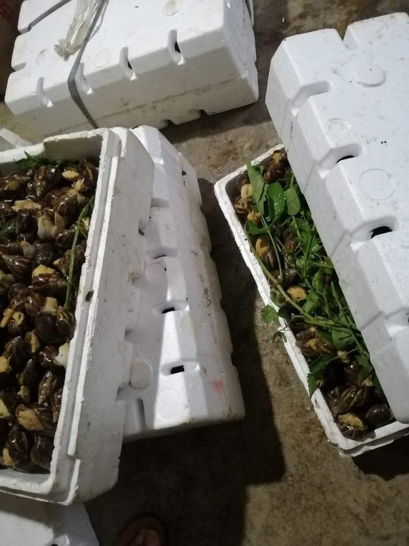 大量蜗牛
