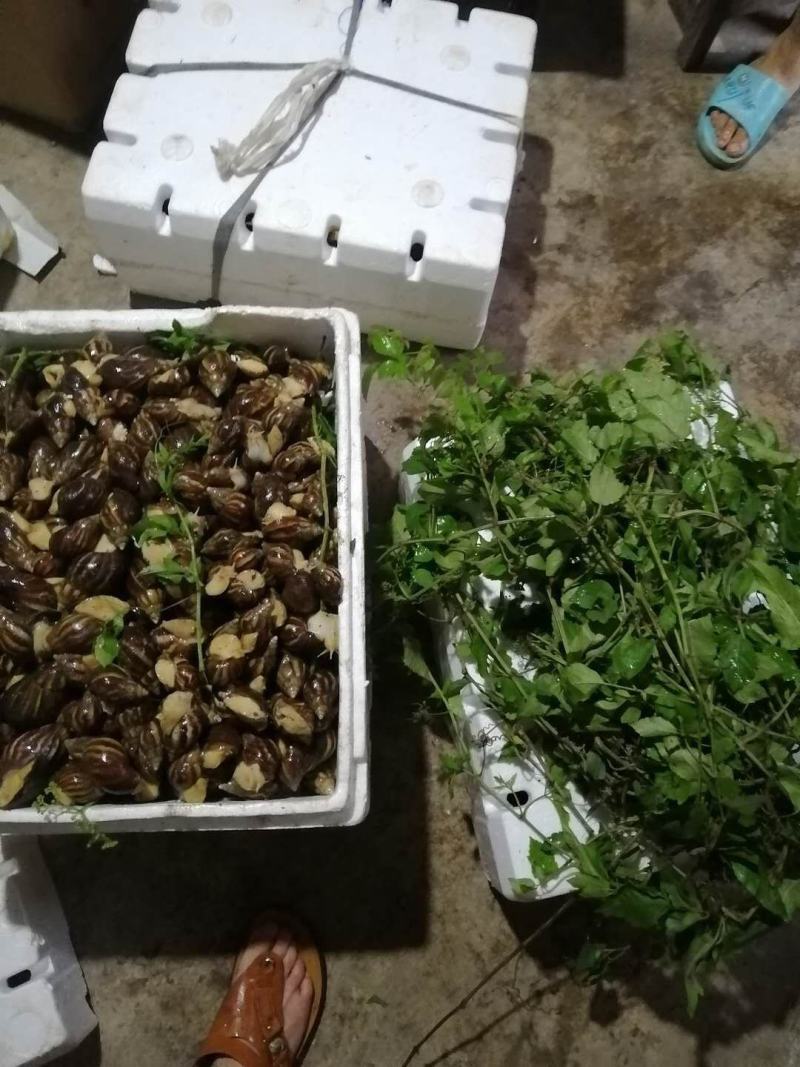 大量蜗牛
