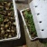 大量蜗牛