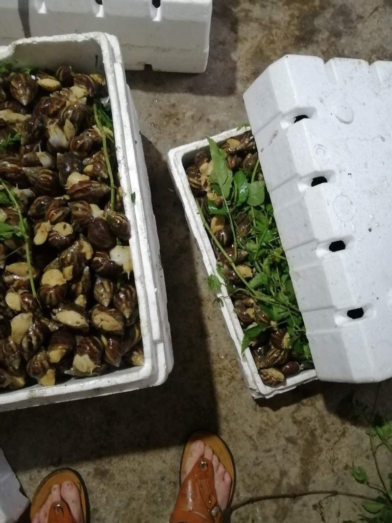 大量蜗牛