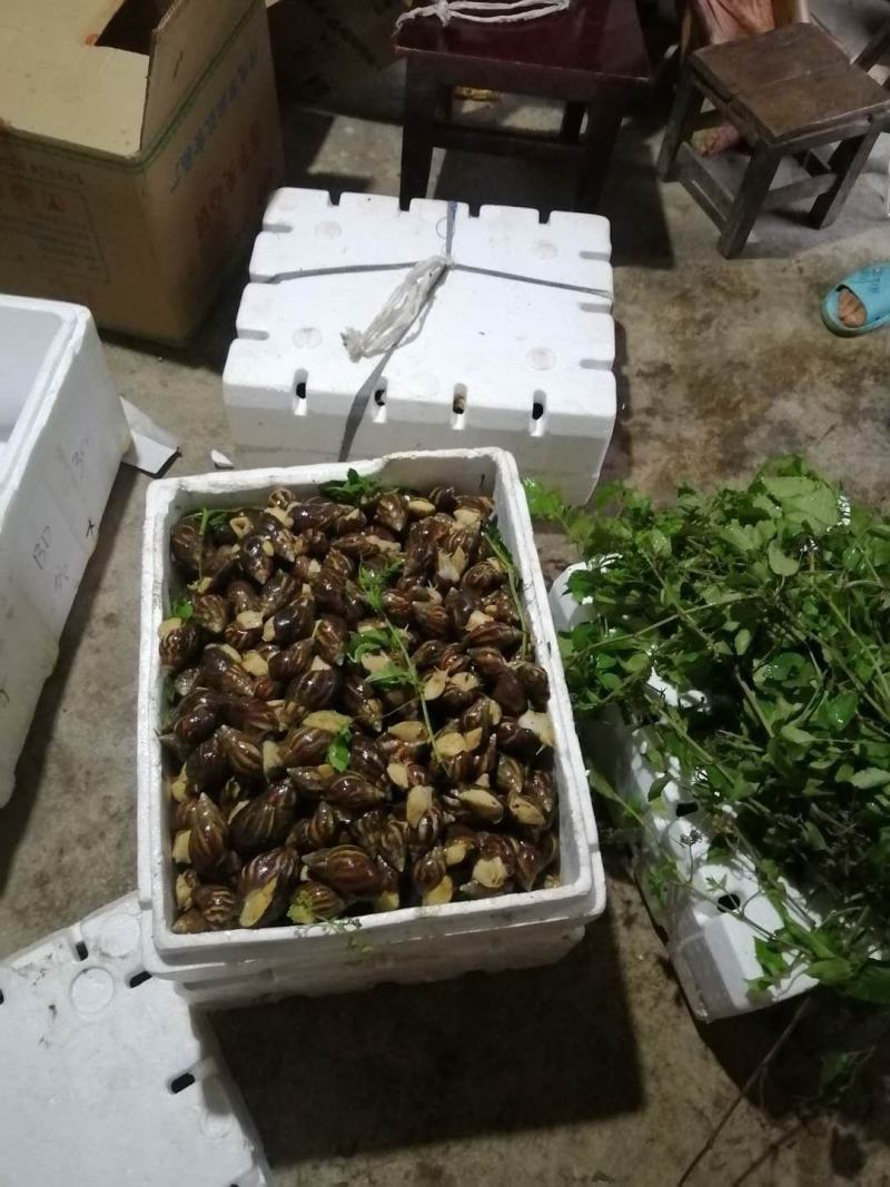 大量蜗牛